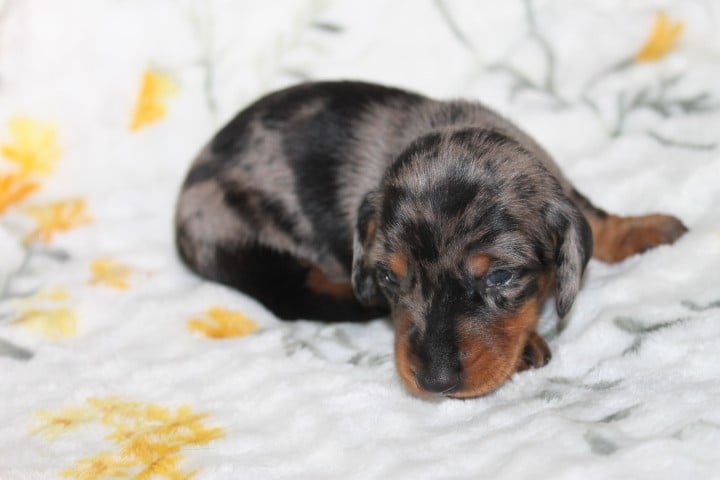 Chiot N°2