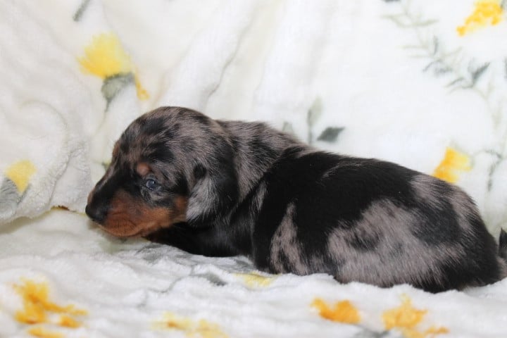 Chiot N°2