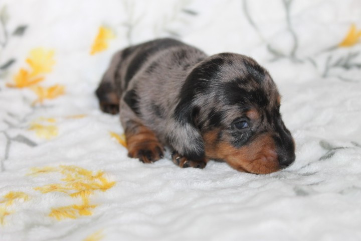 Chiot N°2