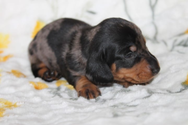 Chiot N°3