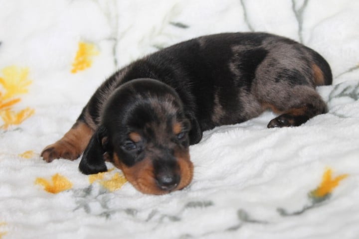Chiot N°3
