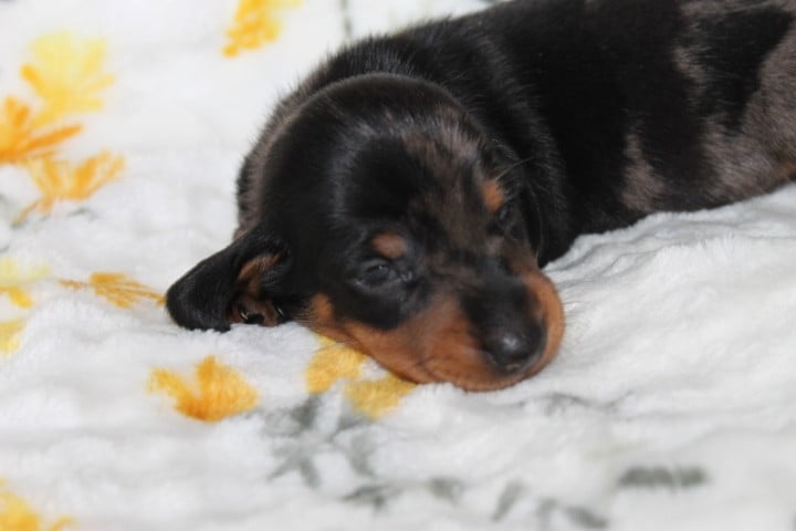 Chiot N°3