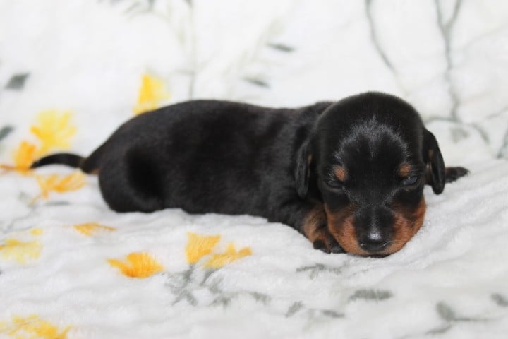 Chiot