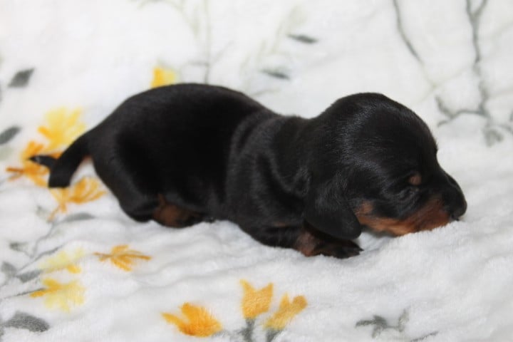 Chiot