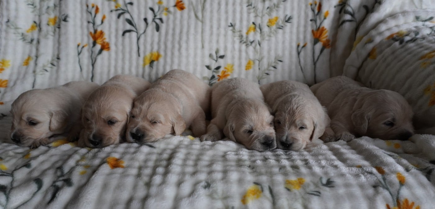 Golden Retriever - Des Joyaux De La Sambre
