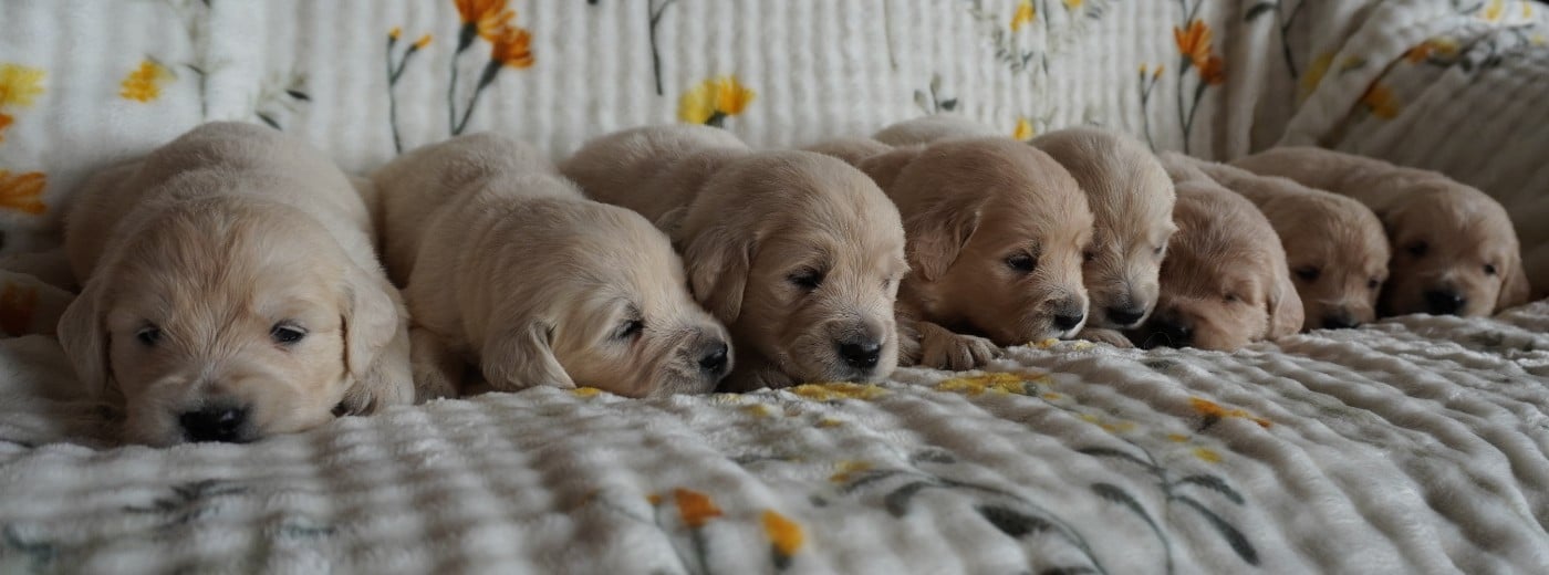 Golden Retriever - Des Joyaux De La Sambre