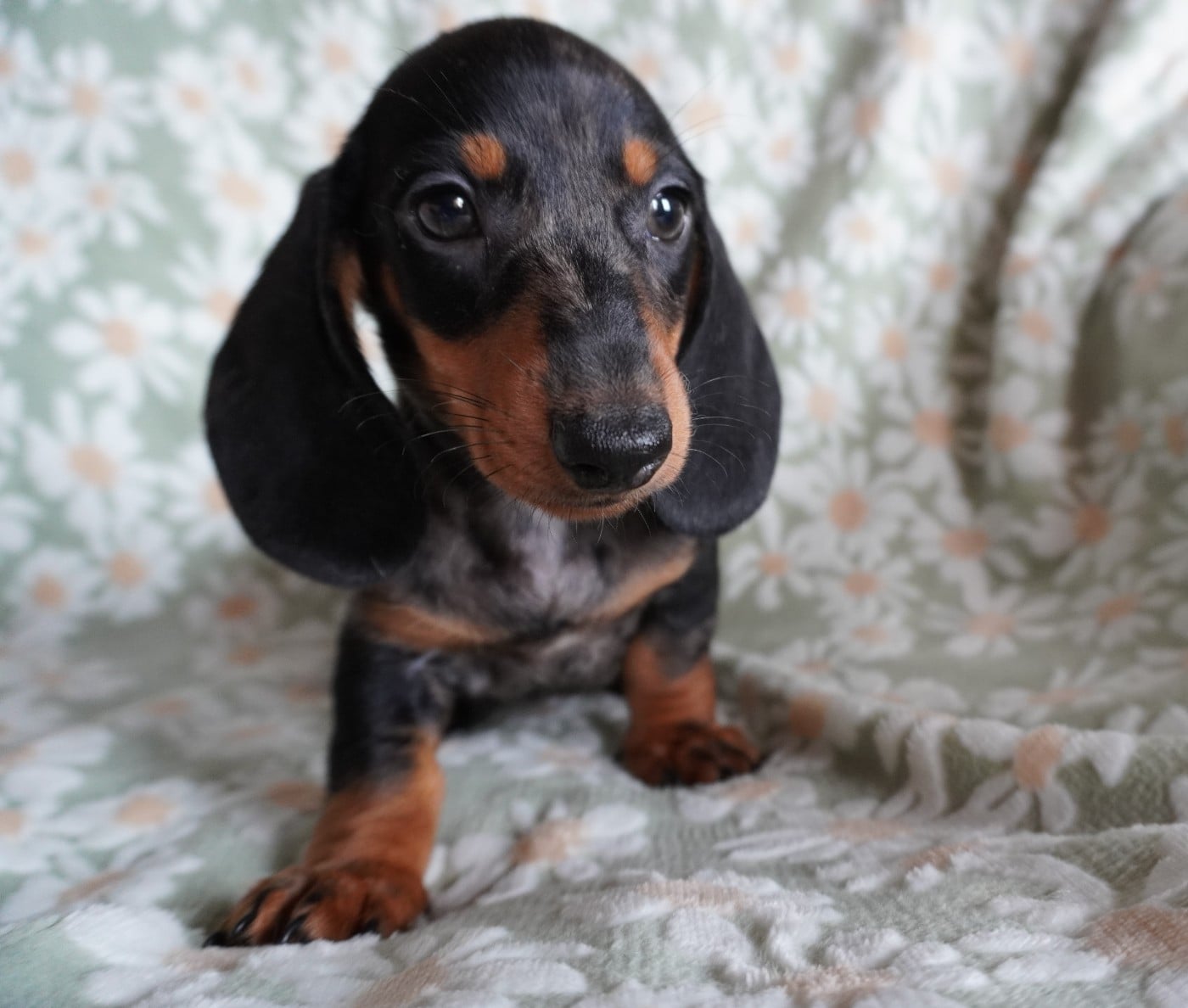 Chiot N°3