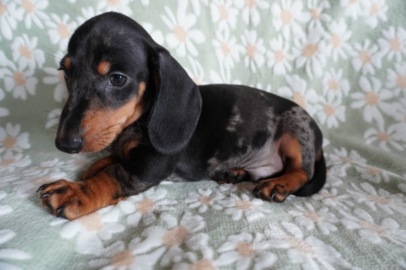 Chiot N°3