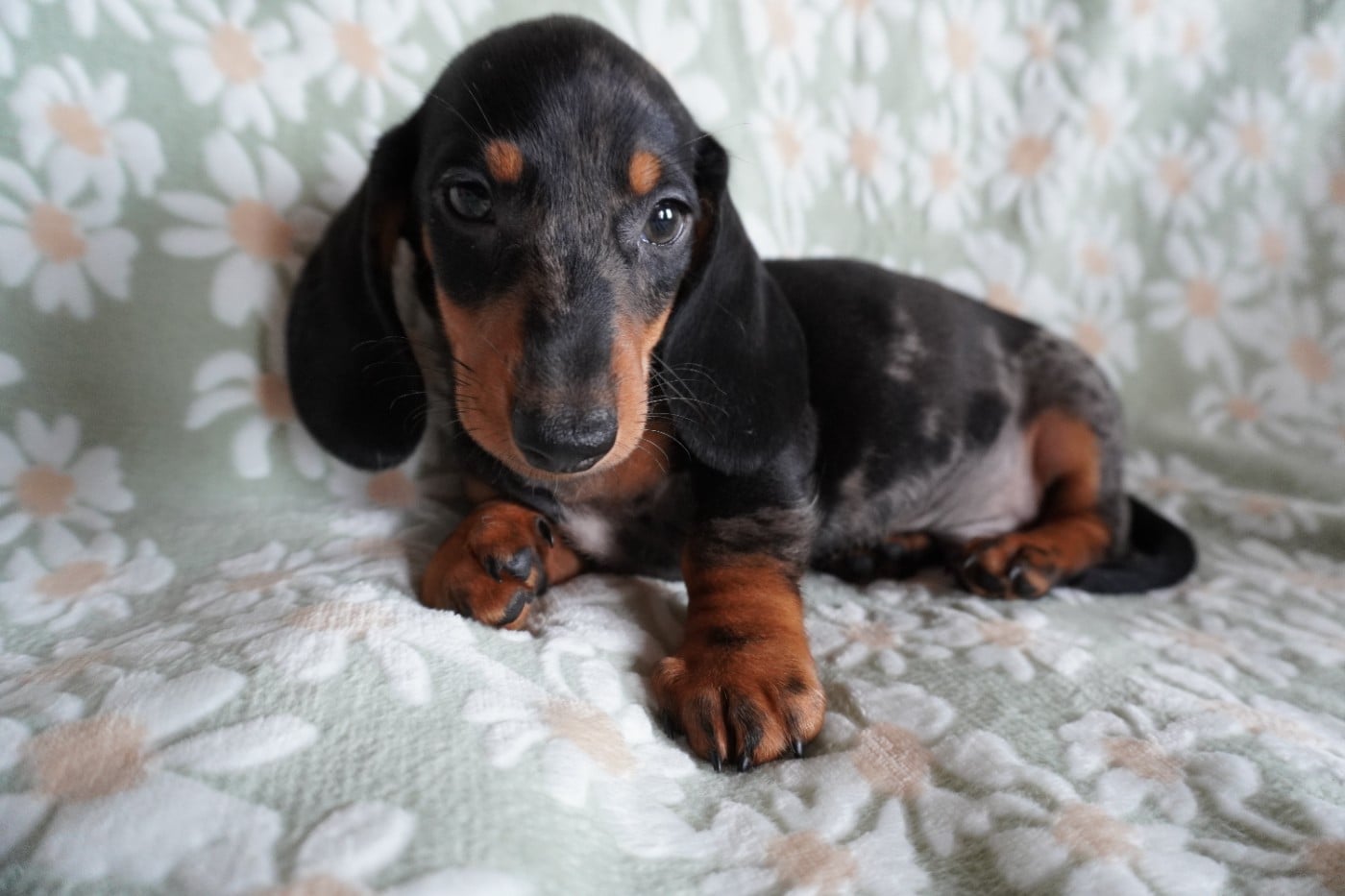 Chiot N°3