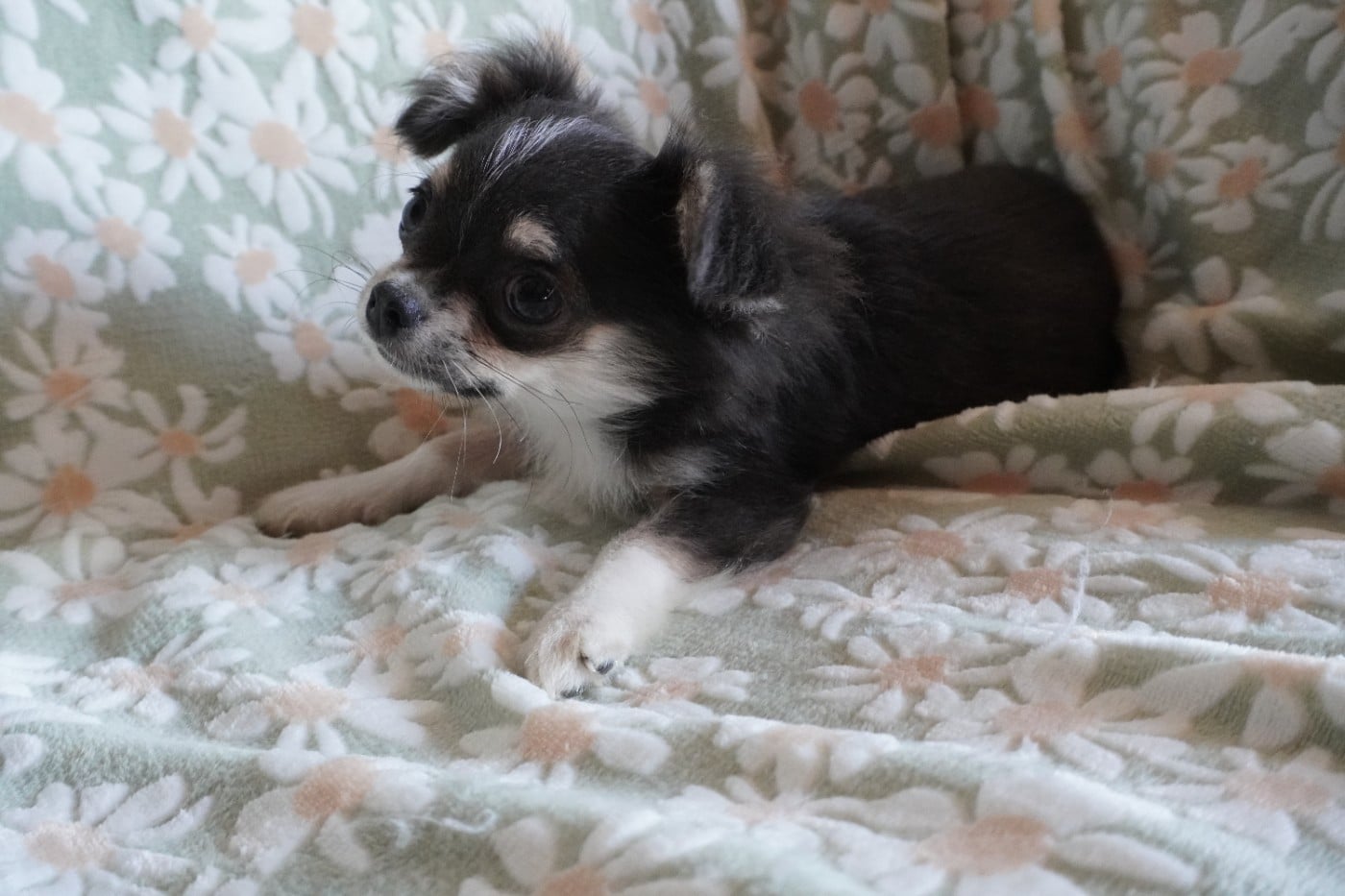 Chiot N°2