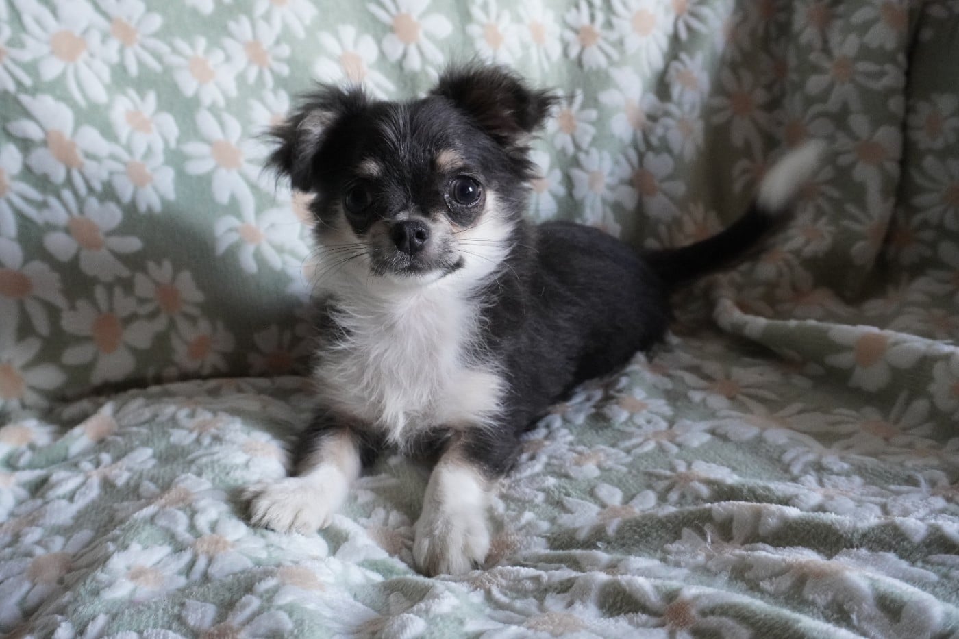 Chiot N°2