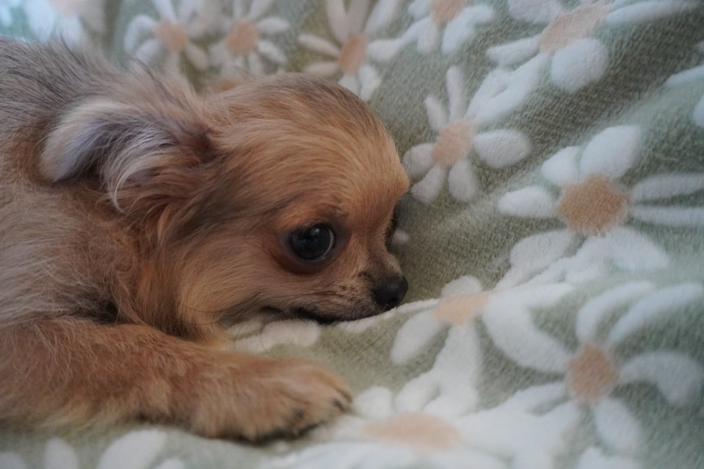 Chiot N°4