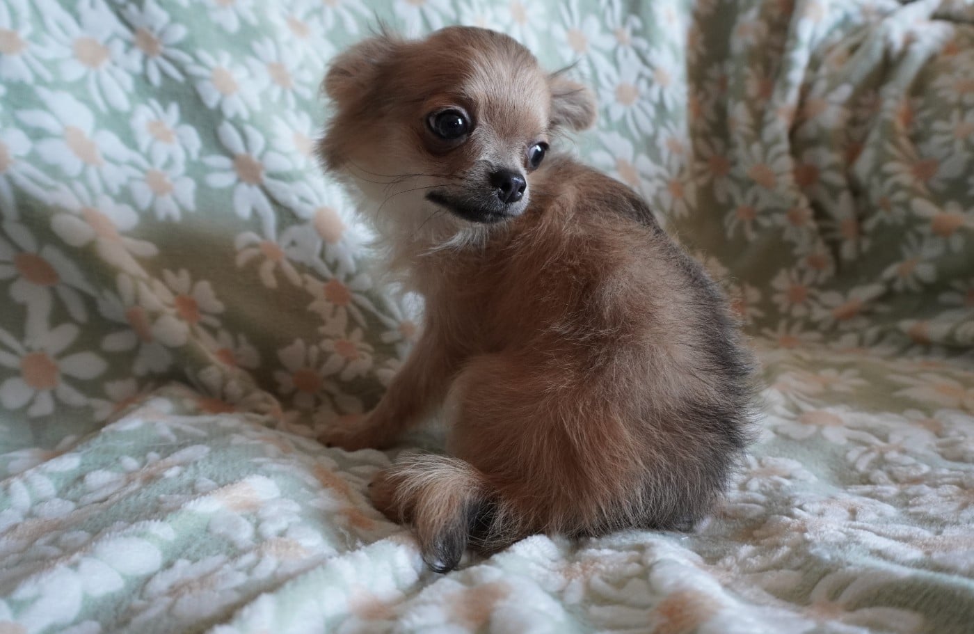Chiot N°4