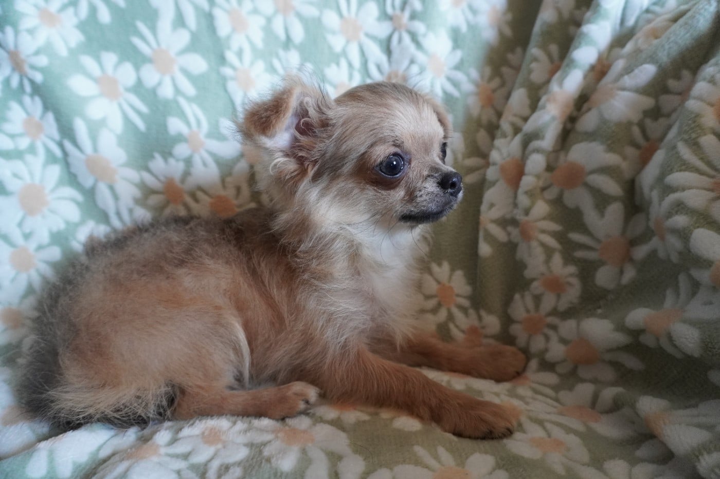 Chiot N°4