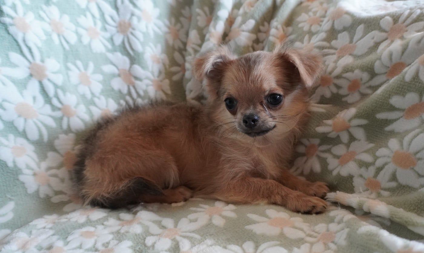 Chiot N°4