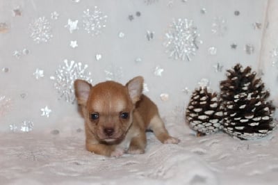 Les chiots de Chihuahua