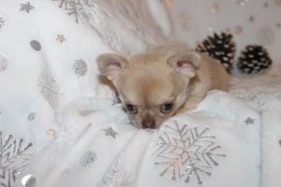 Les chiots de Chihuahua