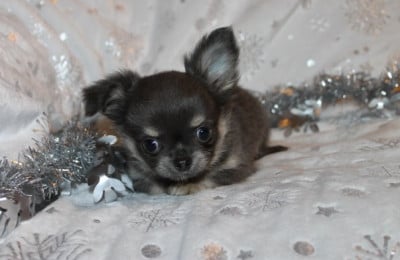 Les chiots de Chihuahua