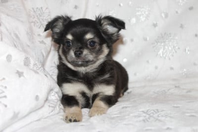 Les chiots de Chihuahua