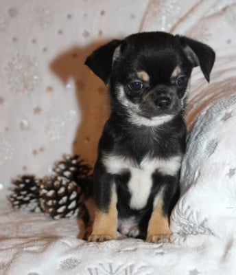 Les chiots de Chihuahua