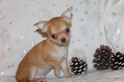 Les chiots de Chihuahua