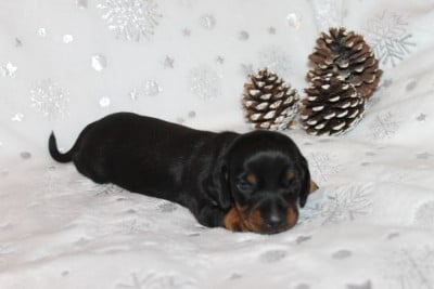 Les chiots de Teckel poil ras