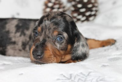 Les chiots de Teckel poil ras