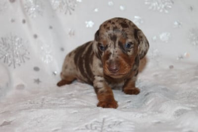 Les chiots de Teckel poil ras