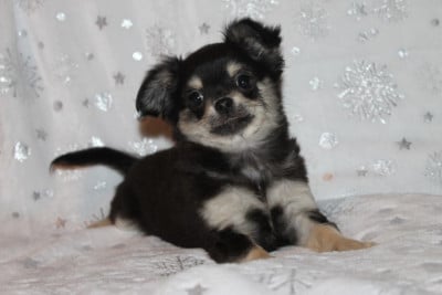 Les chiots de Chihuahua