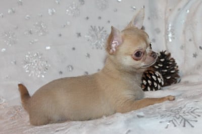 Les chiots de Chihuahua