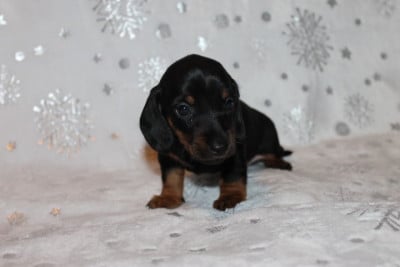 Les chiots de Teckel poil ras