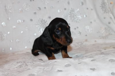 Les chiots de Teckel poil ras