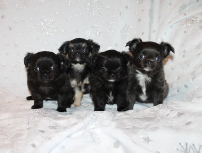 Chiot N°2 - Chihuahua