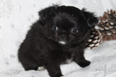 Les chiots de Chihuahua