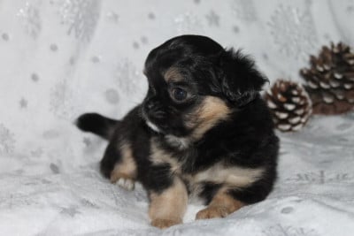 Les chiots de Chihuahua