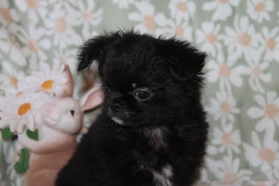 Les chiots de Chihuahua