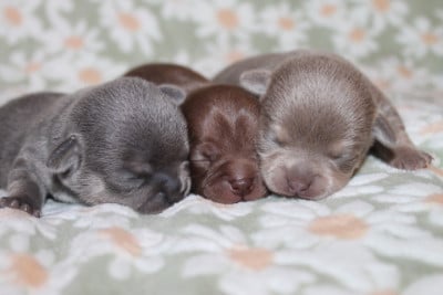 Les chiots de Chihuahua