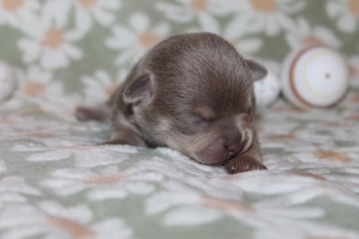 Chiot N°2 - Chihuahua