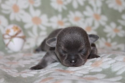 Les chiots de Chihuahua