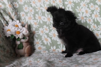 Les chiots de Chihuahua