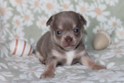 Les chiots de Chihuahua