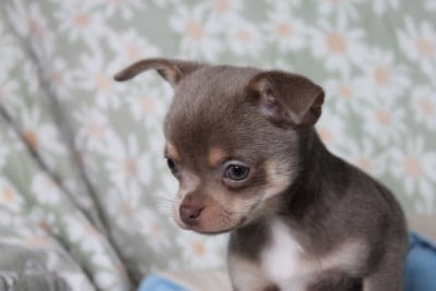 Les chiots de Chihuahua
