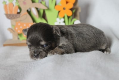 Les chiots de Chihuahua
