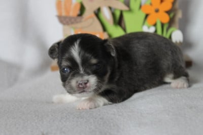 Les chiots de Chihuahua