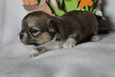 Les chiots de Chihuahua