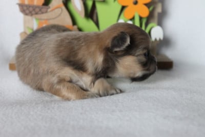 Les chiots de Chihuahua