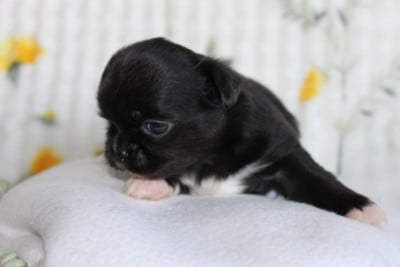 Les chiots de Chihuahua