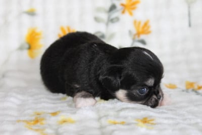 Les chiots de Chihuahua