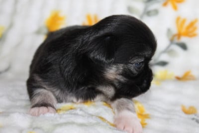 Les chiots de Chihuahua