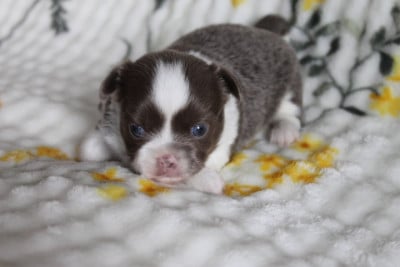 Les chiots de Chihuahua